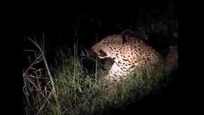 Moradabad: Leopard attacks a woman working in the field, two targeted in three days