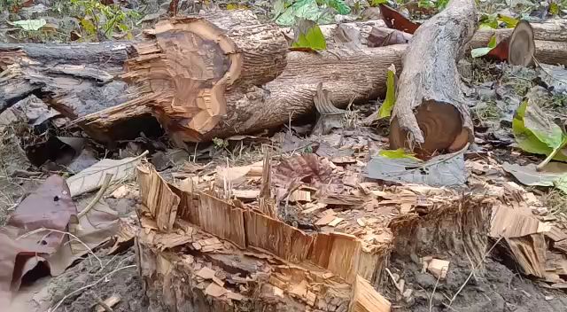 चोर काट ले जा रहे बेशकीमती पेड़, बेपरवाह है वन विभाग