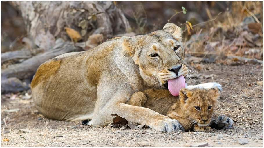 PM Narendra Modi takes lion safari in Gir forest in Gujarat See Photos