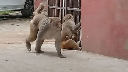 Unnao: अंतिम यात्रा के दौरान बंदरों का हमला, मृतका का पौत्र और बीडीसी घायल Unnao: Monkeys attack during last rites, deceased's grandson and BDC injured