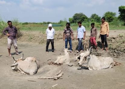 Unnao News: बाढ़ का पानी घटने के बाद दलदल, फंसे आठ मवेशी unnao news